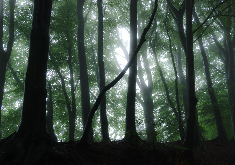 Foggy Wood 6126