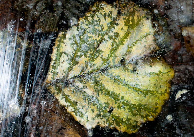 Frozen Leaf 21045