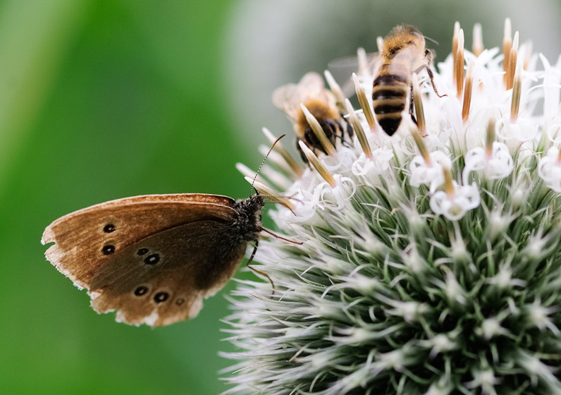 Planet Thistle 16083